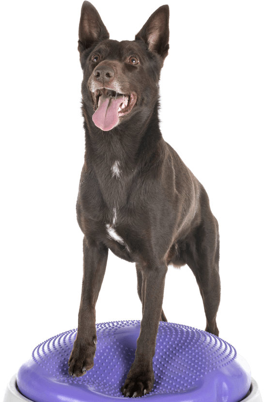 Dog Exercise Coach Exercises for Dogs